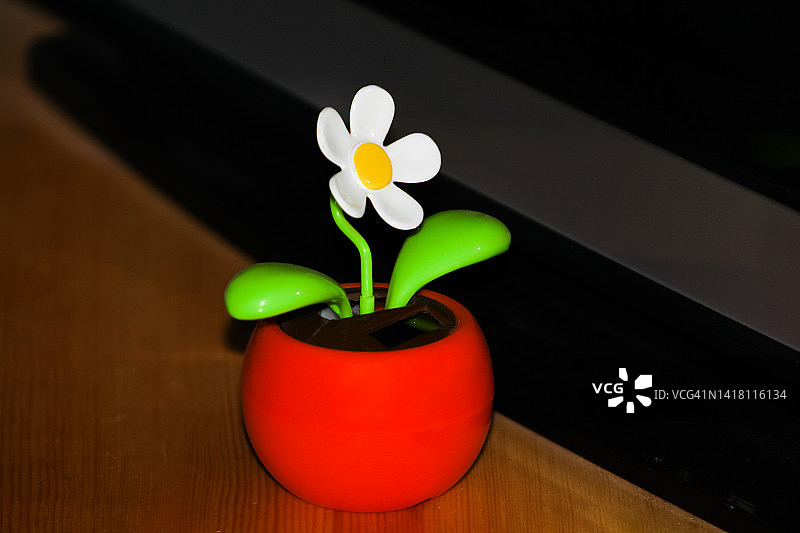可爱的花朵，装饰性的盆栽在桌上图片素材