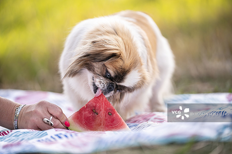 小狗正在吃西瓜图片素材