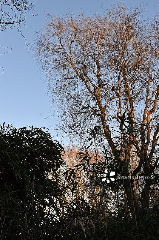 一棵光秃秃的冬季柳树，在夕阳的照耀下发出柔和的光。图片素材