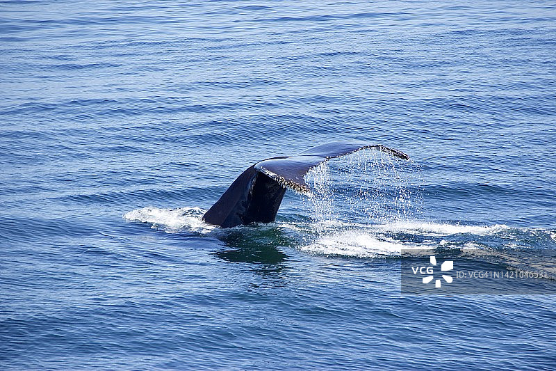 大西洋科德角的座头鲸图片素材