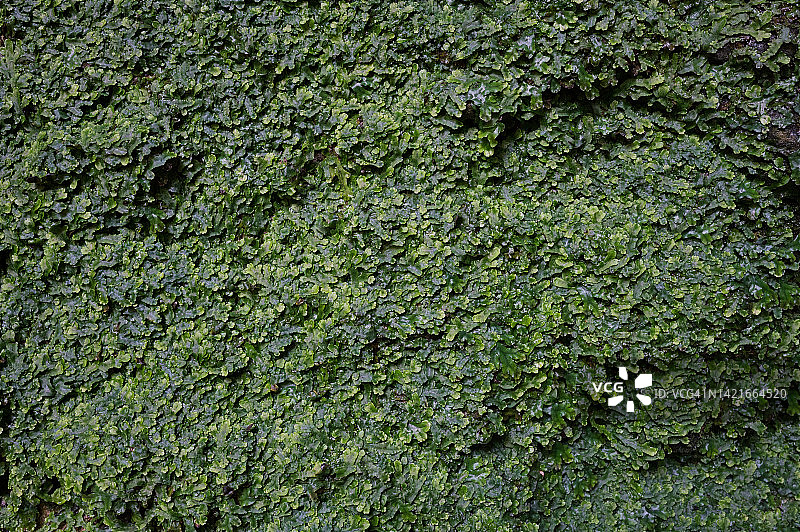 绿色背景-岩石上潮湿的植被(在一个洞穴里，瀑布附近)图片素材