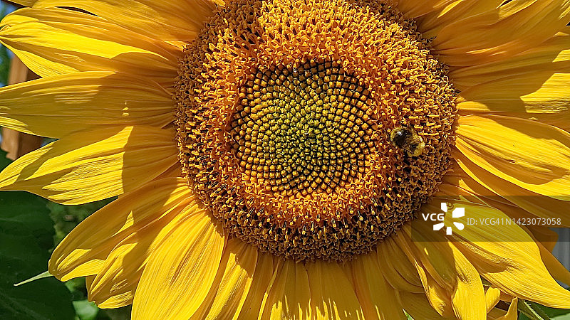 一只蜜蜂在一朵黄色的向日葵上采集花蜜。向日葵(Lat。Helianthus，“太阳花”)来自希腊单词helios(“太阳”)和anthemon(“花”)。图片素材