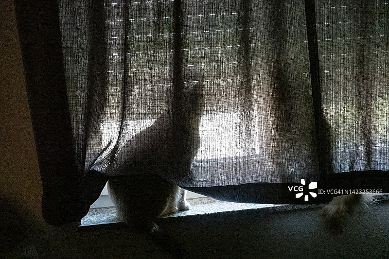 两只猫透过百叶窗往外看图片素材
