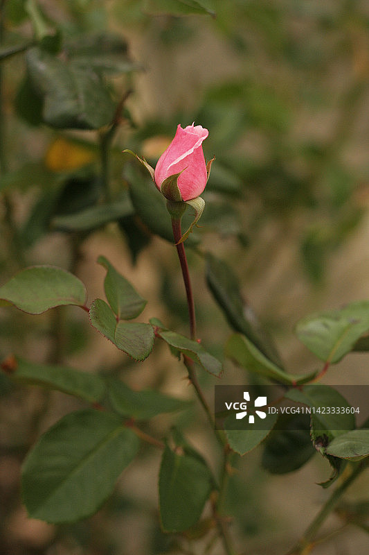 淡粉色的玫瑰生长在花园里图片素材