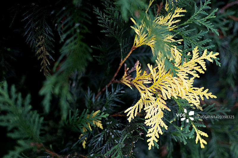 在绿色小枝的背景下的单根黄色的树桩，针叶树，乔木或雪松树图片素材