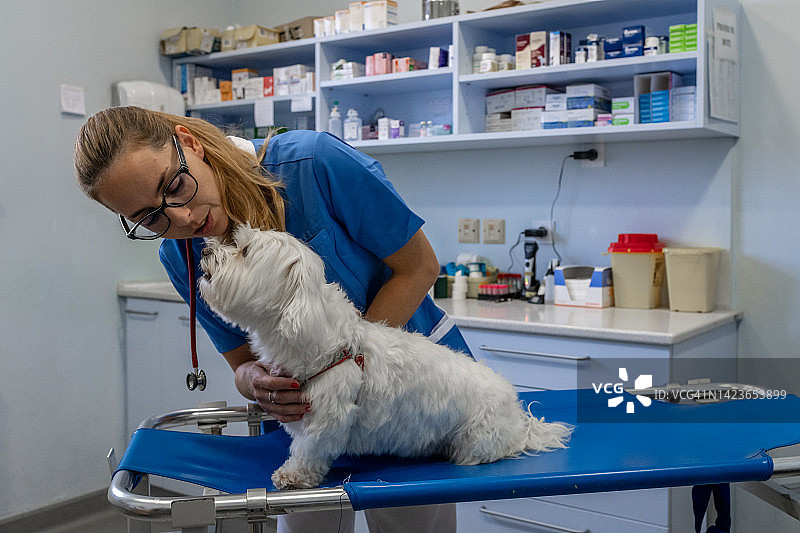 一只马耳他狗在紧急轮床上接受兽医的检查。图片素材