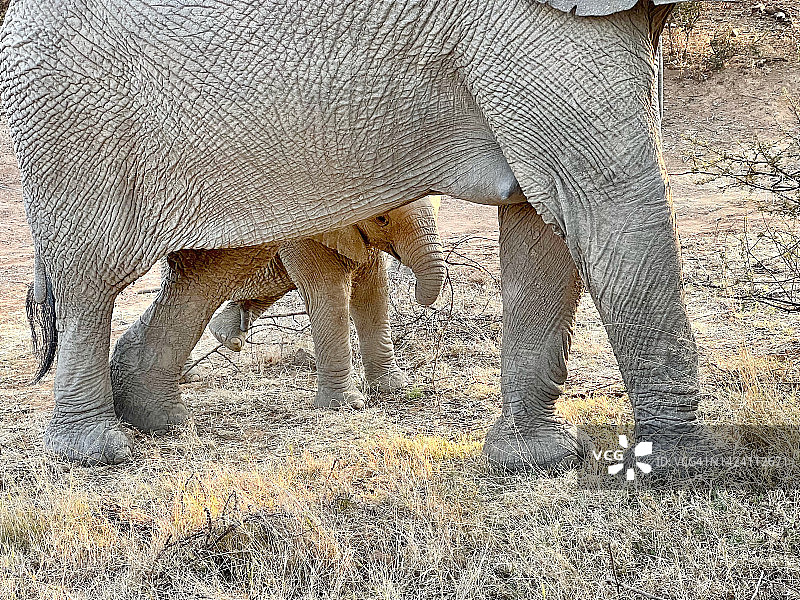 野生小象和它的母亲在非洲进行摄影旅行图片素材