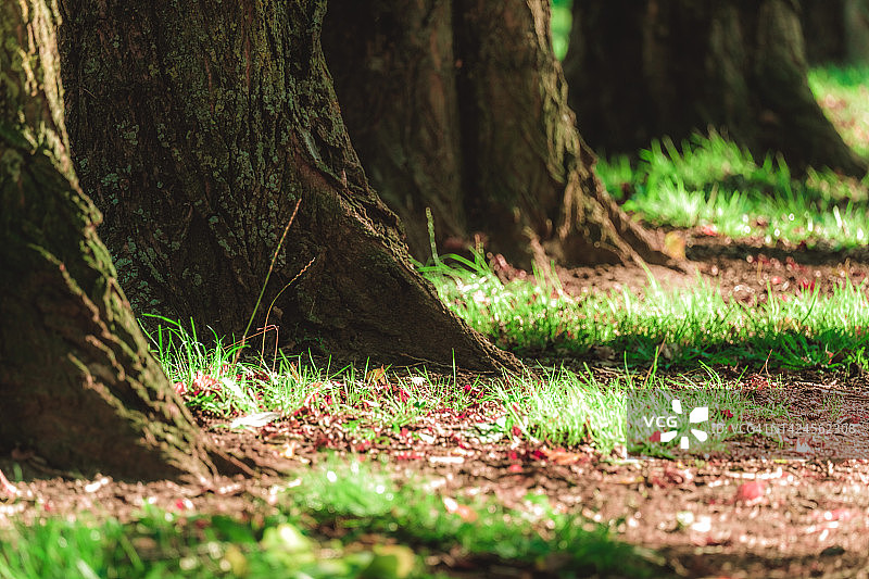 山毛榉林荫道上的绿叶在阳光下闪闪发光图片素材