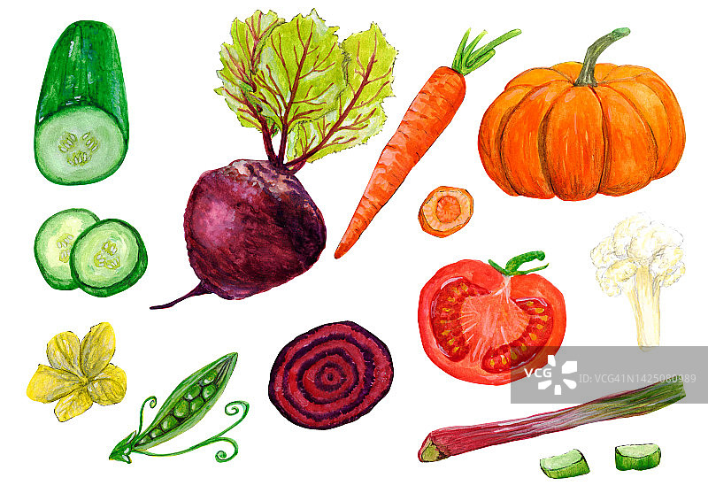 水彩画集素食蔬菜，新鲜收获，健康食品在白色背景隔离为您的设计，手绘插图图片素材