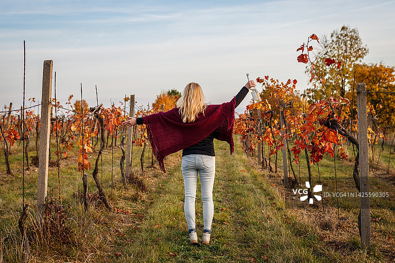 快乐的女人穿着红色针织雨披在葡萄园里品尝葡萄酒图片素材
