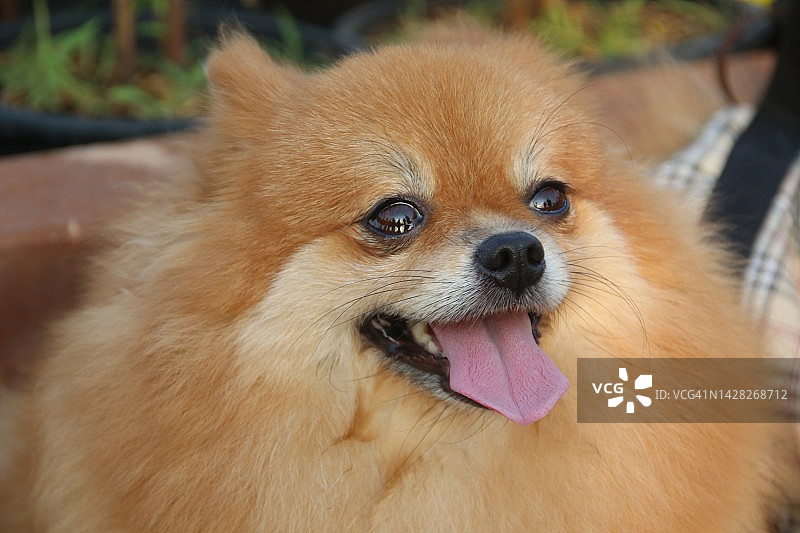 棕色头的博美犬。图片素材