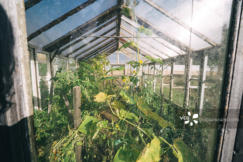 家里的温室在花园里图片素材