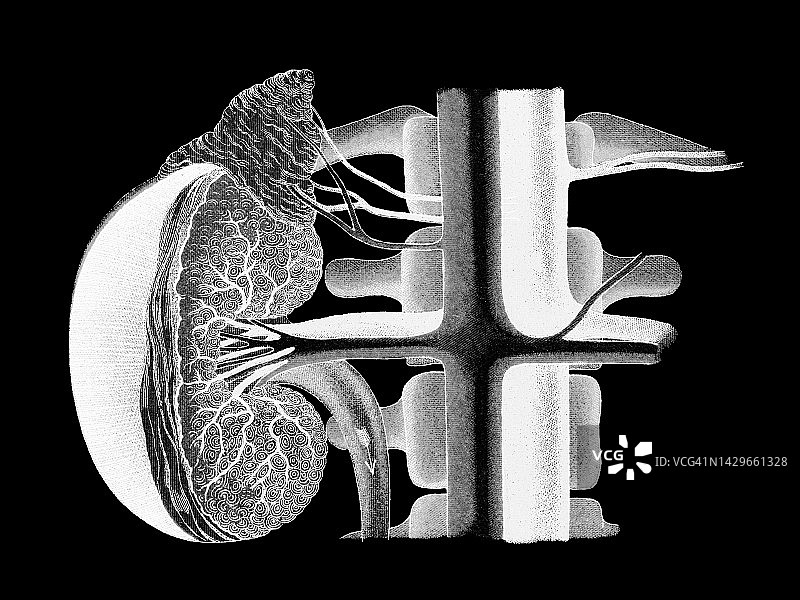 人体肾脏切片的旧彩色照相术插图图片素材
