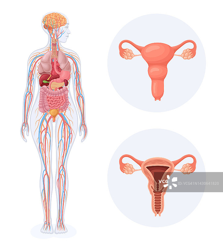 人体与女性的身体有内在联系。女性生殖系统。图片素材