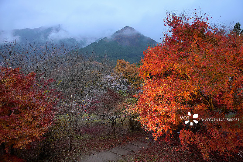 日本秋天公园的早晨。图片素材