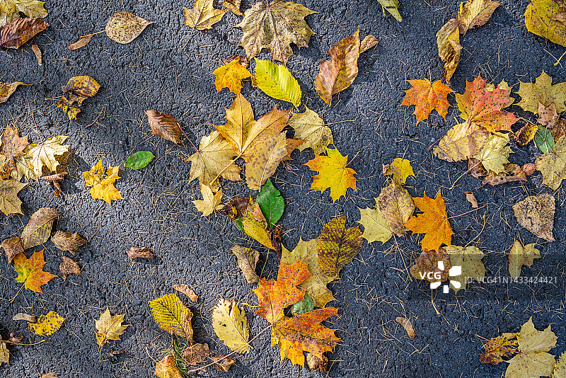 秋天的落叶。图片素材