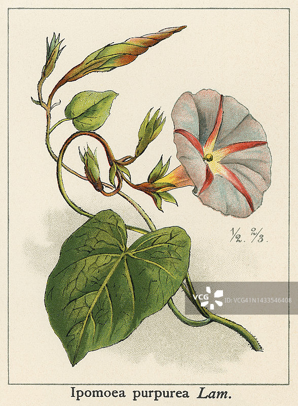 古老的植物学彩色照相插图，常见的牵牛花，高大的牵牛花，或紫色牵牛花(Ipomoea purpurea)图片素材