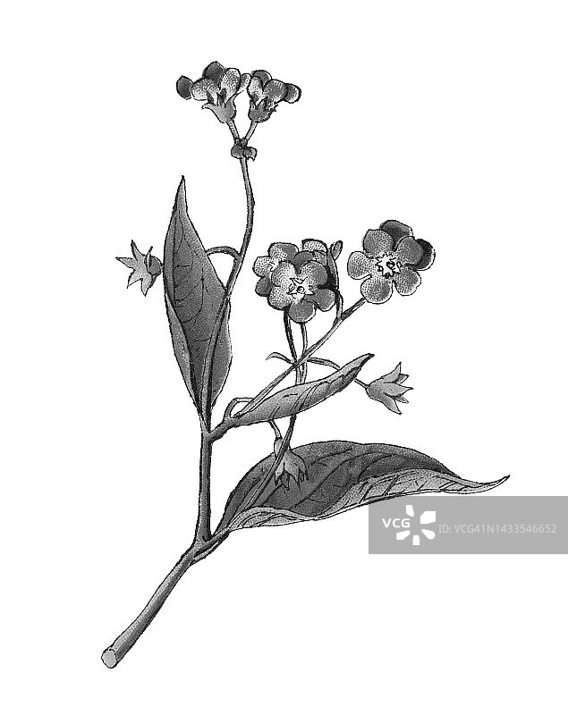 古老的植物学彩色印刷插图，匍匐的脐草或蓝眼玛丽(Omphalodes verna)图片素材