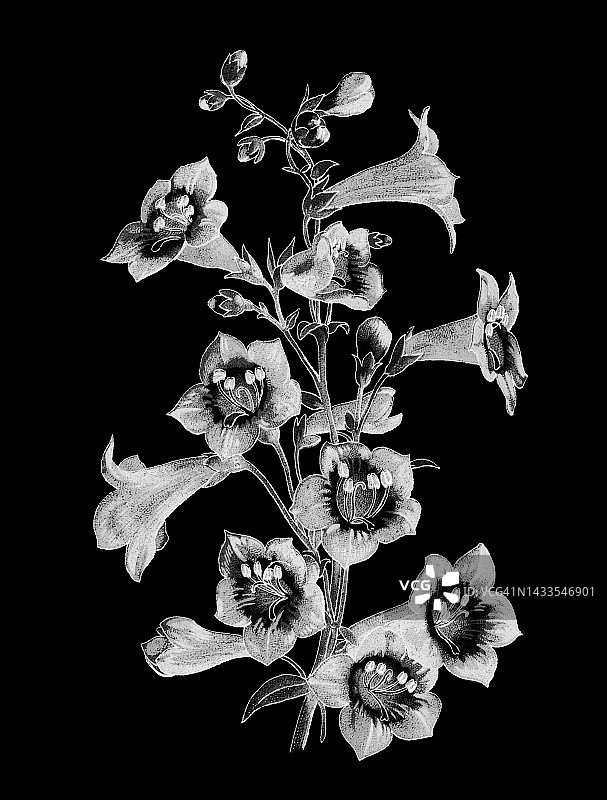 古老的植物学彩色印刷插图，哈特威格的胡子舌(Penstemon hartwegii)图片素材