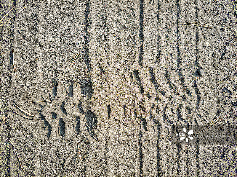 鞋底印在沙子上。图片素材