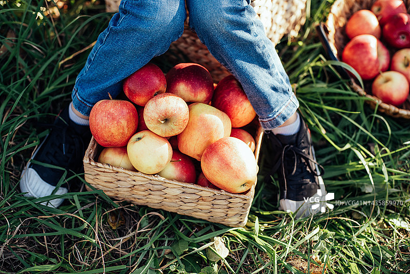 秋天，孩子们在农场里摘苹果。小女孩在苹果树上玩耍。健康营养图片素材