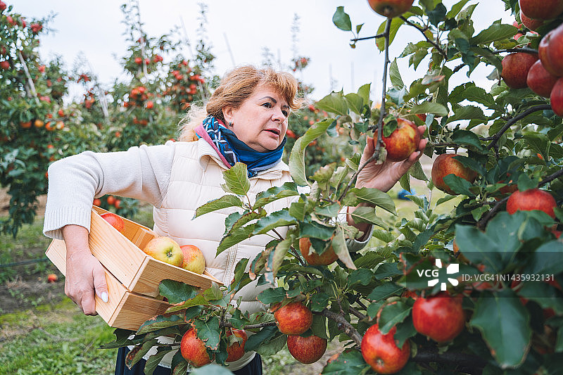 一名退休妇女在果园里用木盒采摘红色有机苹果图片素材