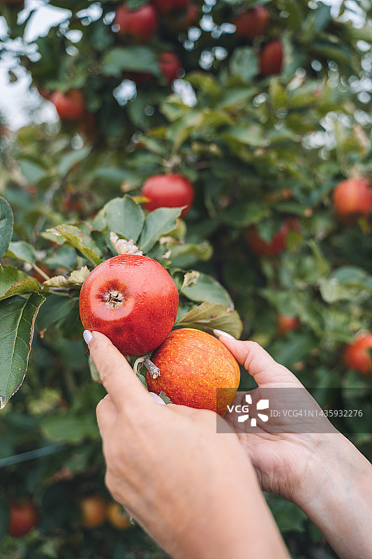 在苹果园里，手拿着长在树上的成熟的红色有机苹果图片素材