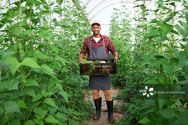 在农村的温室农场里，收获、耕作和农民处理食物。一个黑人的肖像与蔬菜从可持续和绿色农业花园植物图片素材