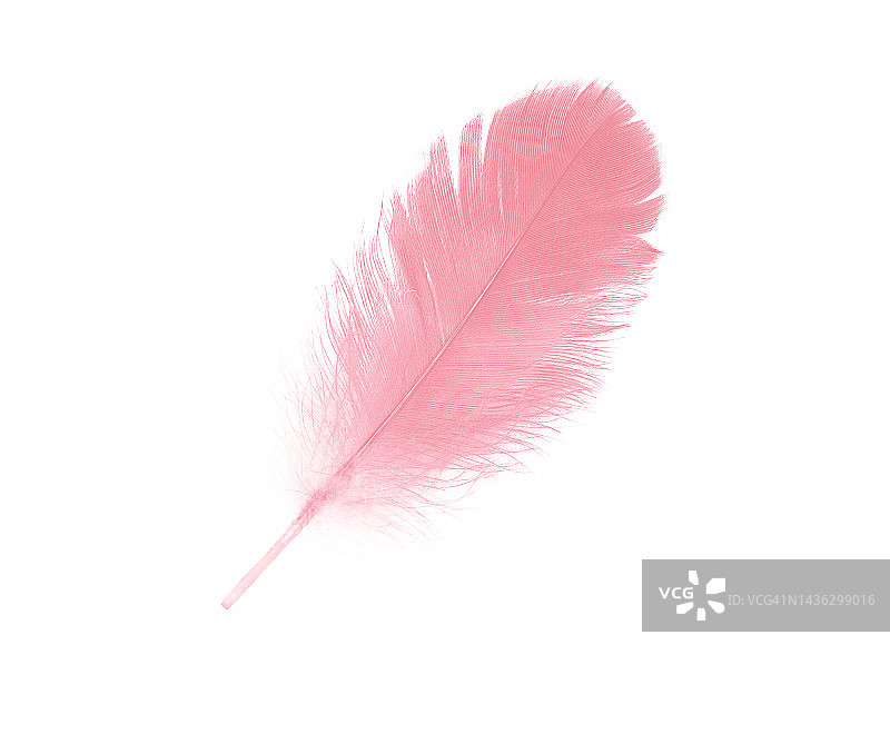 白色背景上孤立的粉红色羽毛图片素材