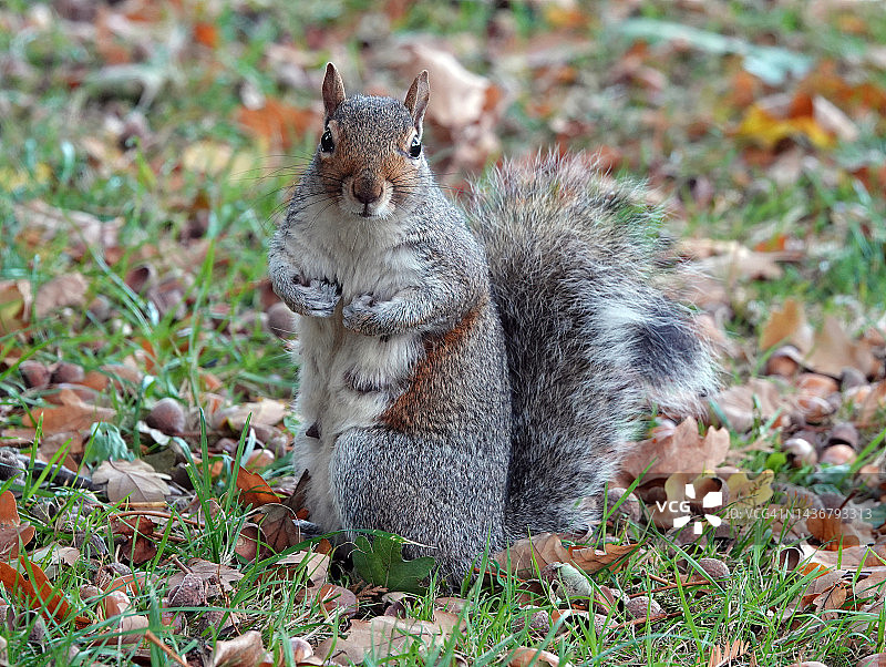 一只可爱的灰松鼠坐在秋天的地上，看着相机。图片素材