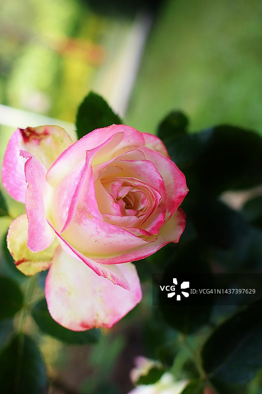 美丽的白粉色玫瑰植物花，花瓣上有露珠。罗莎。蔷薇科的家庭图片素材
