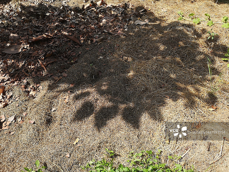 干草堆上的影子干树叶图片素材