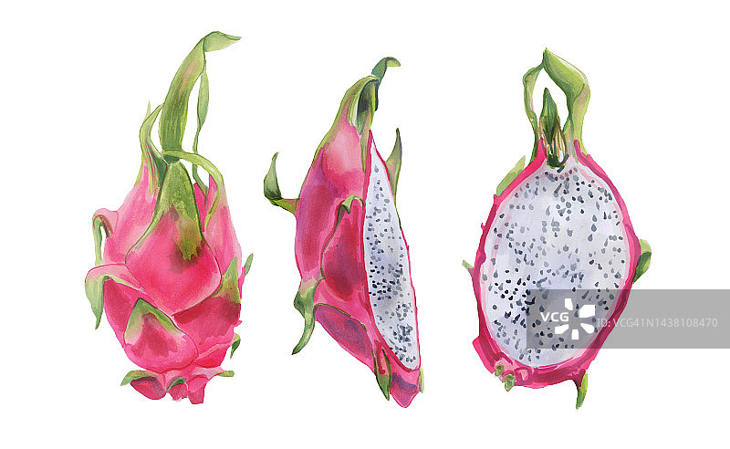 火龙果切成两半或整个的植物学插图。水彩画的植物绘画一种异国情调的水果龙果图片素材