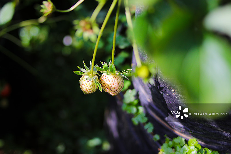 印度尼西亚草莓园中未成熟的白色草莓图片素材