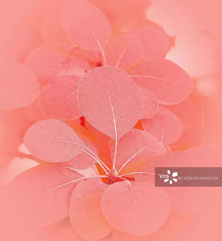 去饱和的皇家紫烟灌木叶子在粉红色的装饰图片素材
