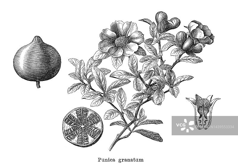 古石榴雕刻插图(Punica granatum)图片素材