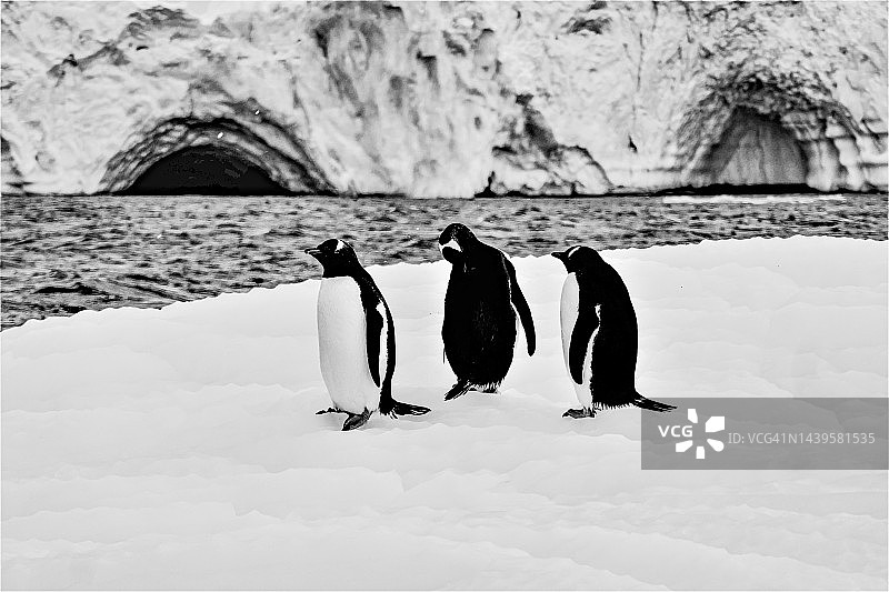 企鹅在南极洲的冰上和冰山上图片素材