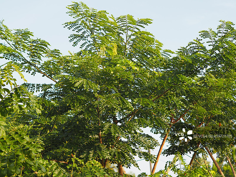 萨曼绿叶树含羞草科图片素材