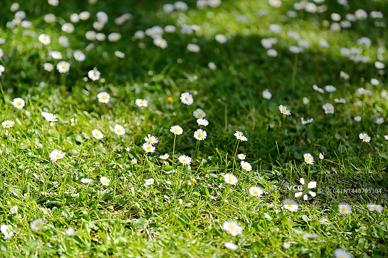 小雏菊花在茂盛的绿色草坪上。图片素材