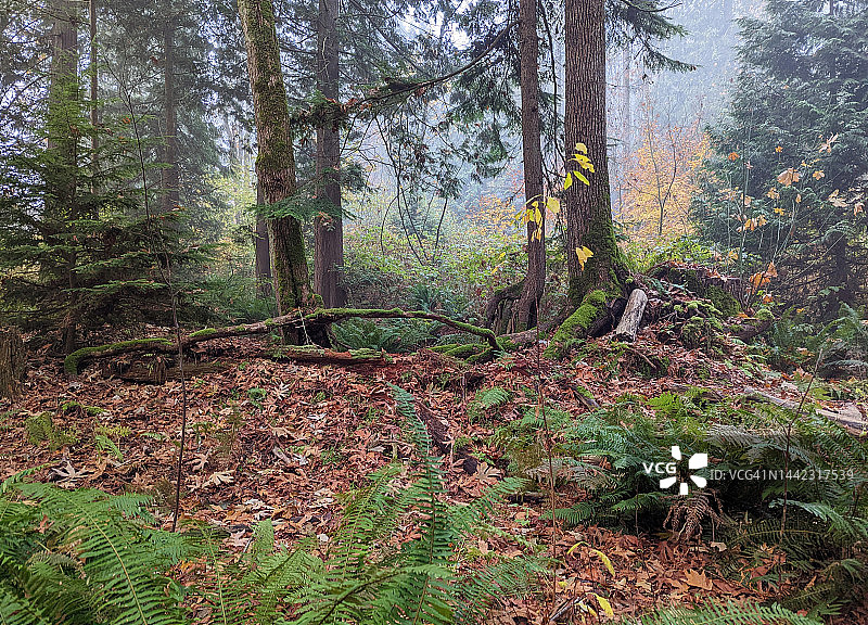 加拿大英属哥伦比亚的森林地面图片素材