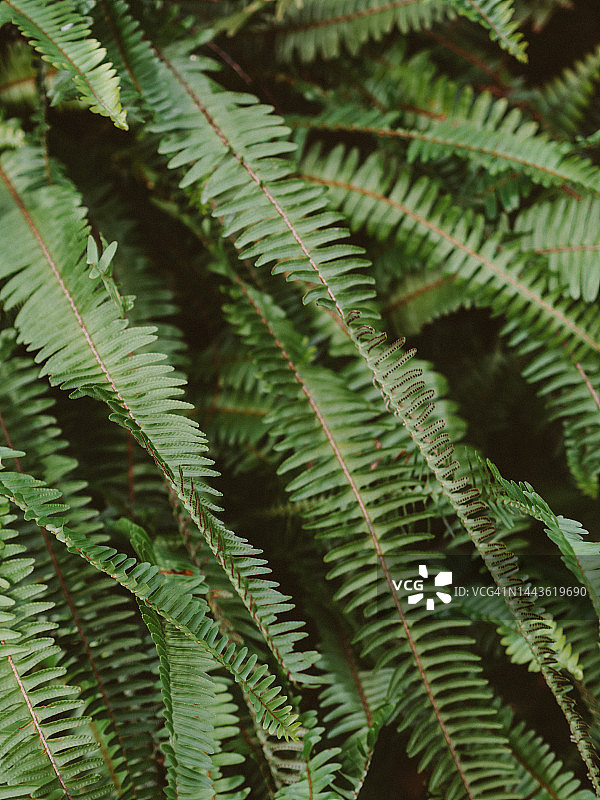 美丽的绿色蕨类树叶，自然的背景图片素材