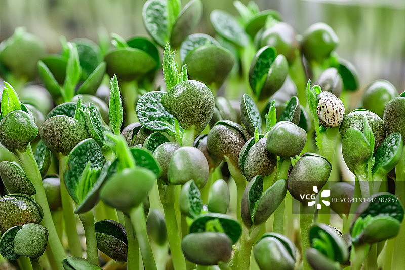 微芽菜——健康新鲜的食物。在麻类生物降解垫子上发芽的微绿色植物。种子在家里发芽。纯素和健康食品的概念。图片素材