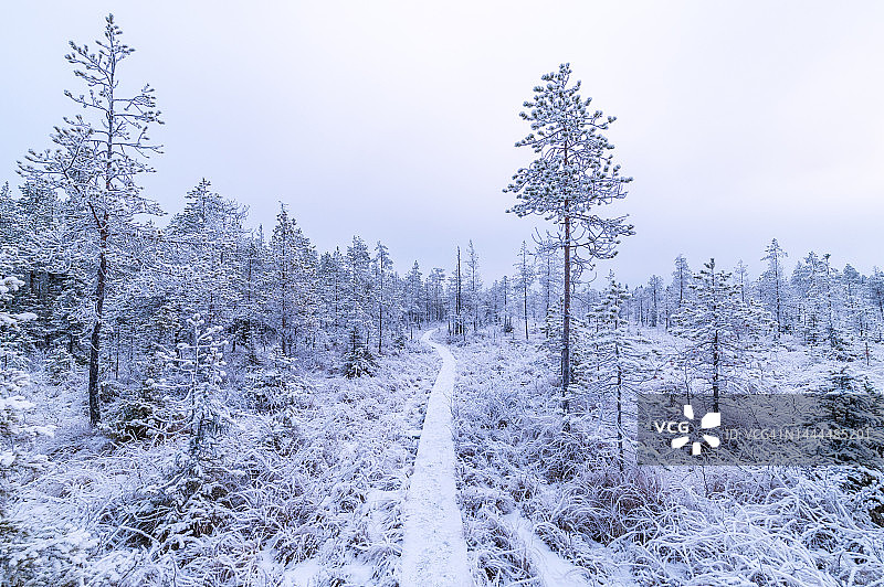 冬季景观中的木质步道图片素材