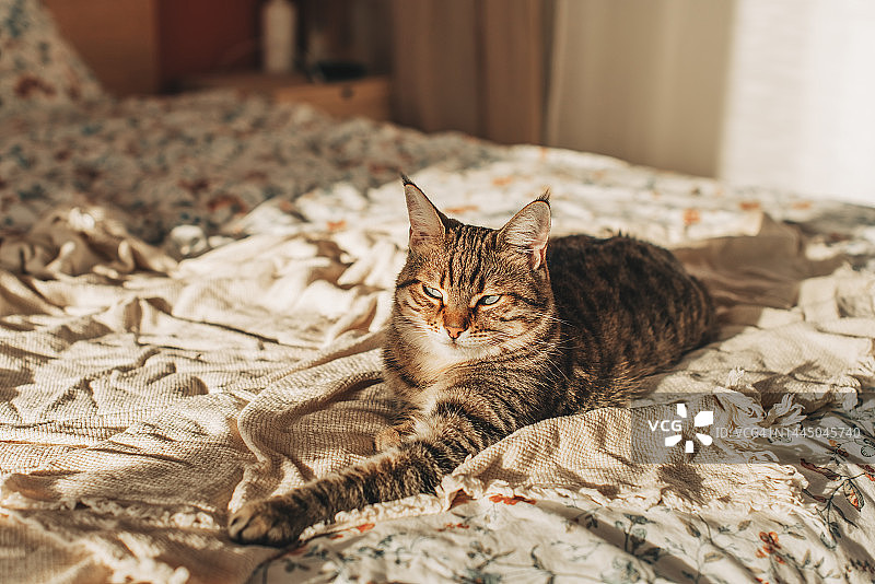有趣的棕色条纹可爱的绿眼睛小猫躺在白色的毯子和床单下。特写猫在床上。棕色的猫躺在白色的床上。猫在床上的概念图片素材