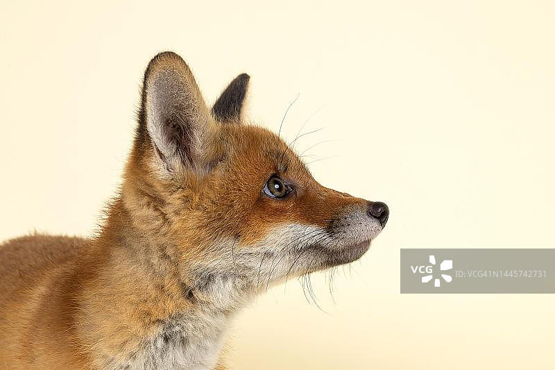 红狐(Vulpes Vulpes)，动物肖像，小动物，圈养，8周，工作室拍摄，奥地利图片素材