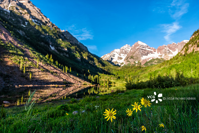 蓝色天空的科罗拉多州阿斯彭，阳光明媚的日子里，栗色铃铛湖和山峰前景中的一群黄色的单花Helianthella，一花Helianthella，野花图片素材