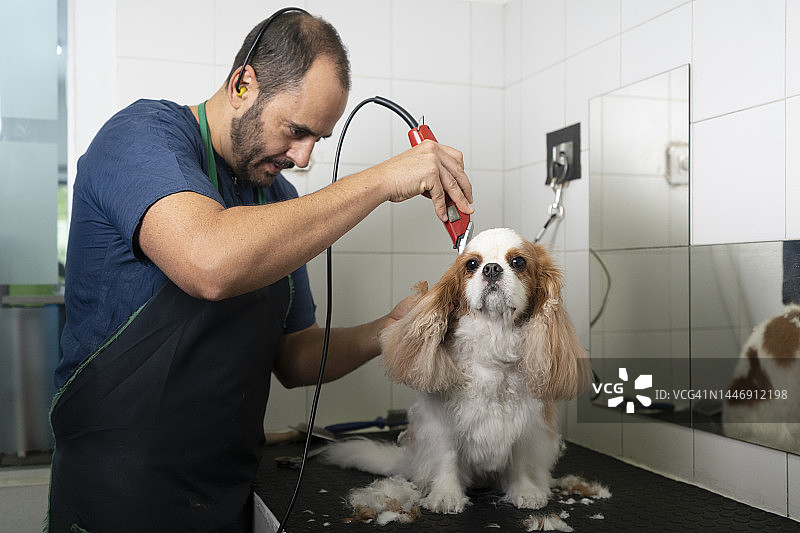 兽医在诊所用设备给狗剪毛图片素材