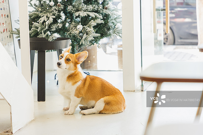 柯基狗坐在圣诞树旁图片素材
