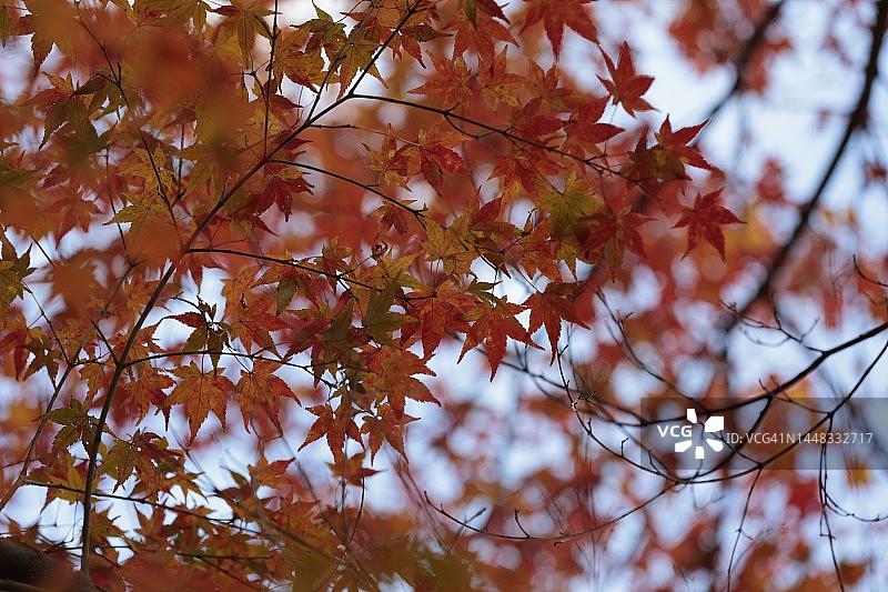 秋叶林图片素材