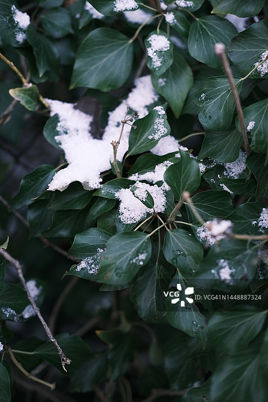 树叶上有一点雪。图片素材